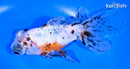 5.25" CALICO TELESCOPE FANTAIL GOLDFISH