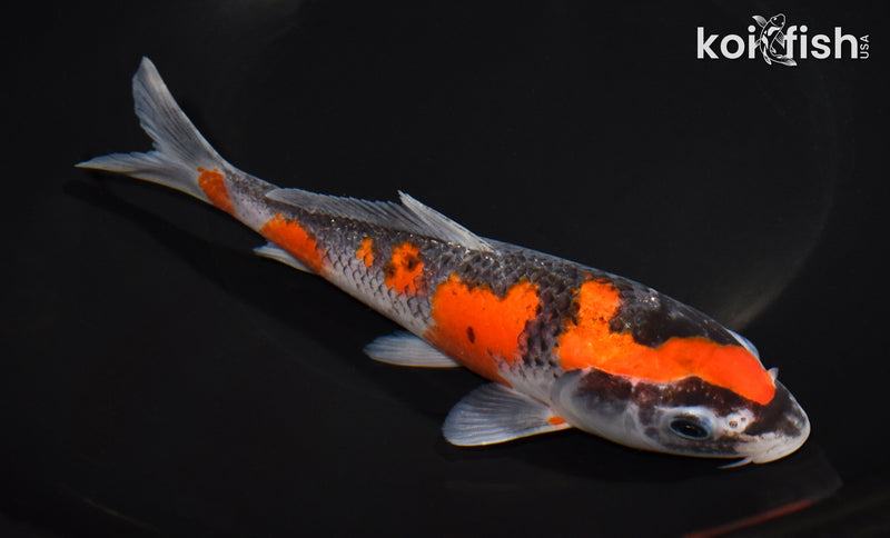 7" GOSHIKI