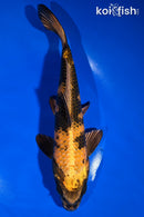 9" KI UTSURI