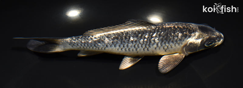 6.75" GINRIN GINGA