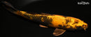 8.75" KIN HI UTSURI
