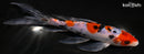 8" SANKE BUTTERFLY