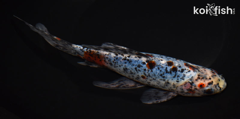8.25" SHUBUNKIN GOLDFISH