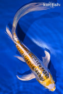 9.5" DOITSU KUJAKU BUTTERFLY