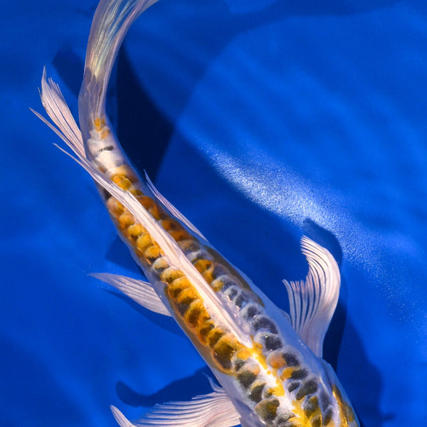 Butterfly Koi for Sale | Buy Butterfly Koi Online | Koi Fish USA