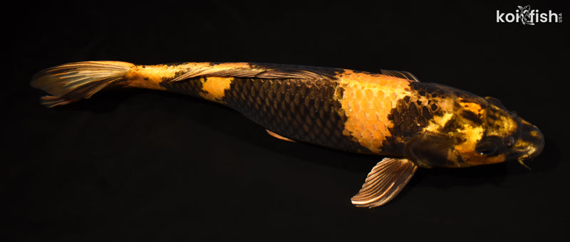 15" KIN KI UTSURI