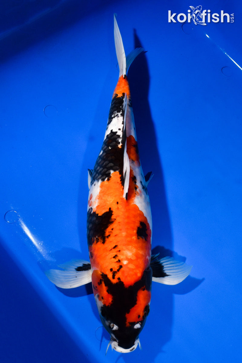 15.25" SHOWA
