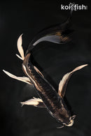 8.25" KIKOKURYU BUTTERFLY