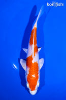 6" HARIWAKE