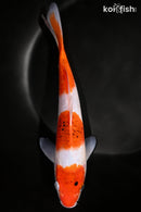 10.25" AI GOROMO
