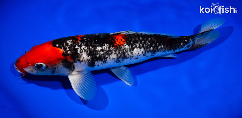 13" BENI MATSUKWABAKE