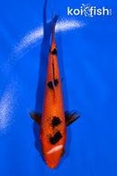 5.5" AKA BEKKO