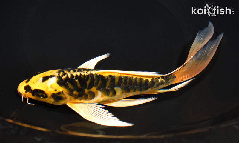 7.5" ARAGOKE KI MATSUBA BUTTERFLY