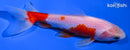 5" WAKIN GOLDFISH