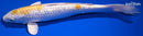 11.25" GINRIN LEMON HARIWAKE