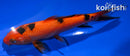 5.5" AKA BEKKO