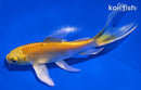 5" YAMABUKI OGON BUTTERFLY