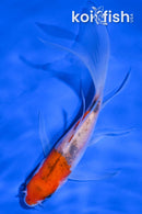 4.5" GOROMO BUTTERFLY