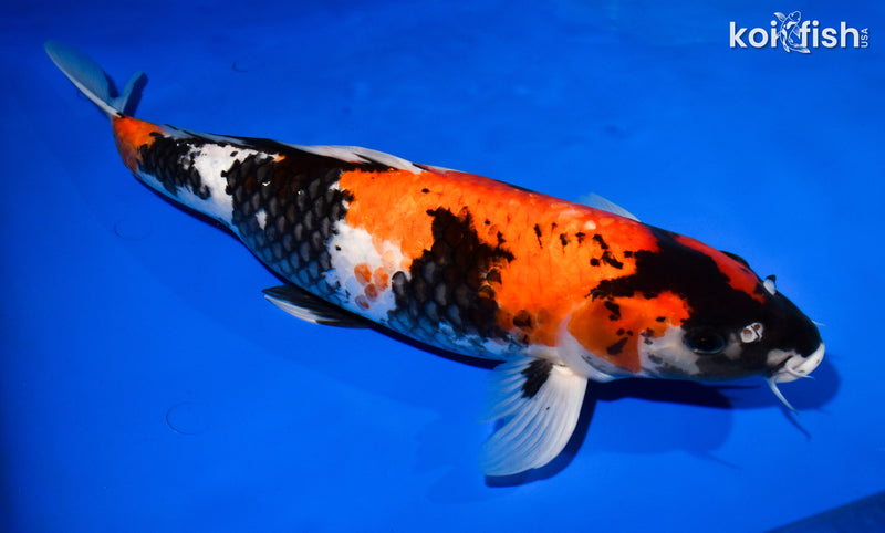 15.25" SHOWA