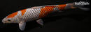 12.25" OCHIBA SHIGURE
