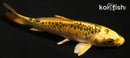 4" KIN KIKOKURYU
