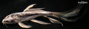 10" KIKOKURYU BUTTERFLY