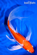 8.75" KIKUSUI BUTTERFLY