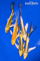 PACK OF (5) 5-6" BUTTERFLY KOI