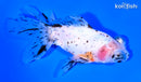 5.25" CALICO TELESCOPE FANTAIL GOLDFISH