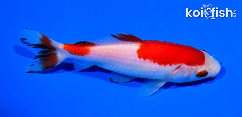 5.25" WAKIN GOLDFISH