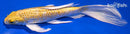 6.5" GINRIN YAMABUKI OGON BUTTERFLY
