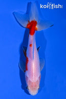 5" WAKIN GOLDFISH