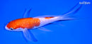 6.75" KOHAKU BUTTERFLY