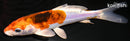 6.25" BENI KIKOKURYU