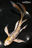 9.5" GINRIN KIN KIKOKURYU BUTTERFLY