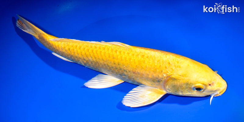 11.5" YAMABUKI OGON