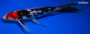 9.5" SANKE BUTTERFLY
