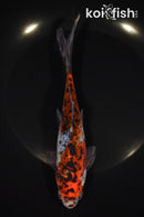 7.5" SHUBUNKIN GOLDFISH