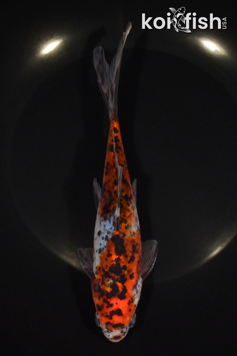 7.5" SHUBUNKIN GOLDFISH
