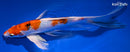 9" YAMATO NISHIKI BUTTERFLY