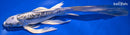 9" KIKOKURYU BUTTERFLY