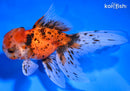 4.75" CALICO ORANDA GOLDFISH