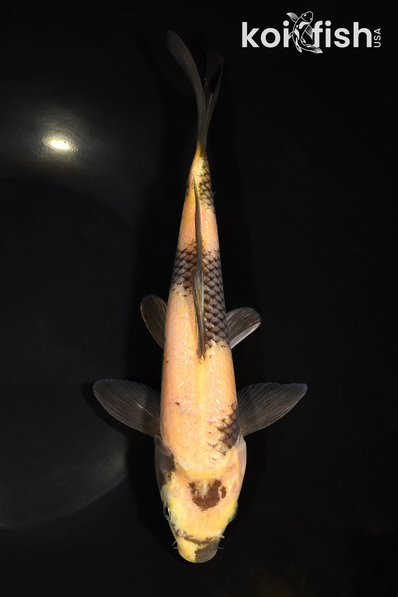 9.25" KI UTSURI