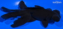 5.25" TELESCOPE FANTAIL GOLDFISH