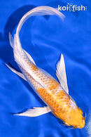9.5" LEMON HARIWAKE BUTTERFLY