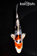 6.5" HEISEI NISHIKI