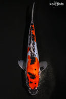 9.5" BENI KUMONRYU