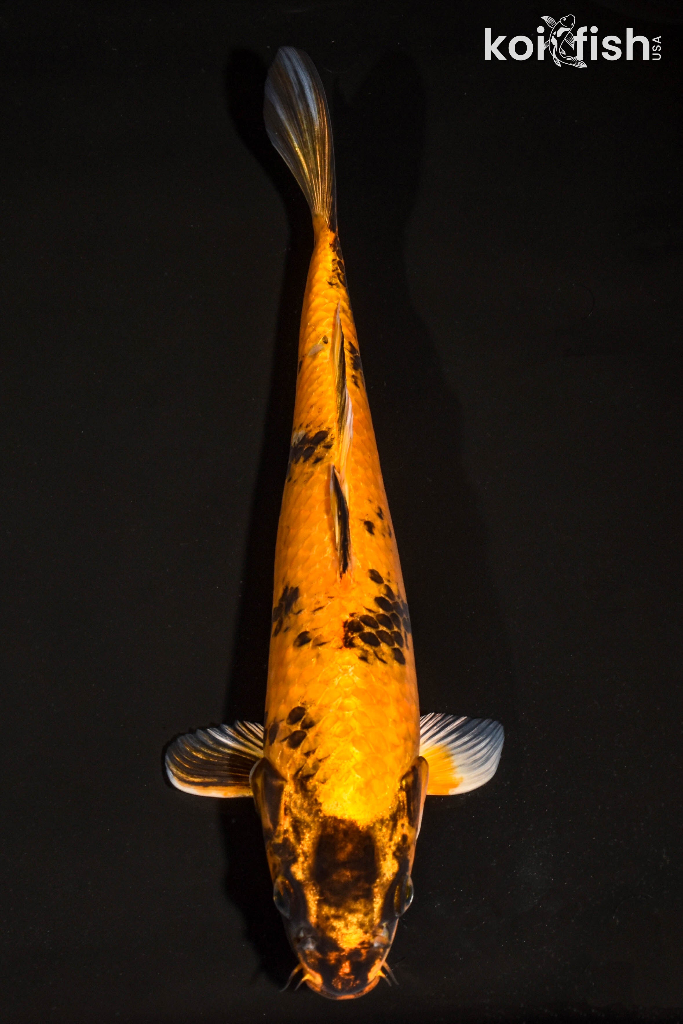 アカキン100g60g45gミドキン100g60gオレキン100g80g60g Black Koi Fish for Sale | Koi Fish USA – Page 22