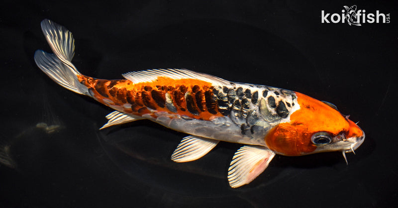 8.5" BENI KIKOKURYU