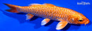 6.5" GINRIN DOITSU ORENJI OGON